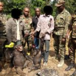 chimp_mamou_oureka_flouté-696×444